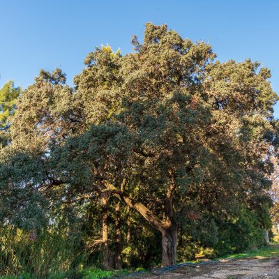 Alzina del pantà d'Espioca